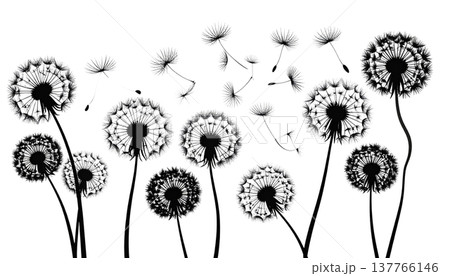 A macro illustration of a fluffy dandelion with scattered seeds, isolated against a white background. A macro illustration of a fluffy dandelion with scattered seeds, isolated against a white background. 137766146