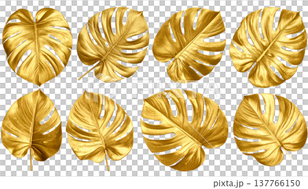 tropical leaves of palm leaves 137766150