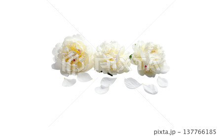 A beautiful close-up photograph of white jasmine flowers in bloom, with leaves against a white background. A beautiful close-up photograph of white jasmine flowers in bloom, with leaves against a white background. 137766185