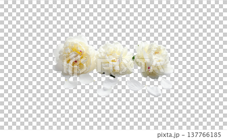 A beautiful close-up photograph of white jasmine flowers in bloom, with leaves against a white background. A beautiful close-up photograph of white jasmine flowers in bloom, with leaves against a white background. 137766185