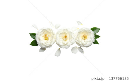 A beautiful close-up photograph of white jasmine flowers in bloom, with leaves against a white background. A beautiful close-up photograph of white jasmine flowers in bloom, with leaves against a white background. 137766186