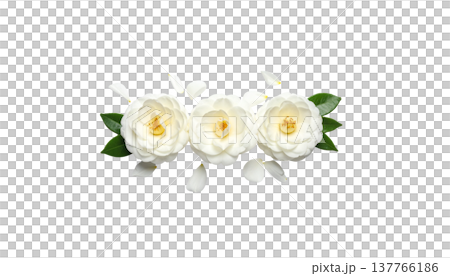 A beautiful close-up photograph of white jasmine flowers in bloom, with leaves against a white background. A beautiful close-up photograph of white jasmine flowers in bloom, with leaves against a white background. 137766186