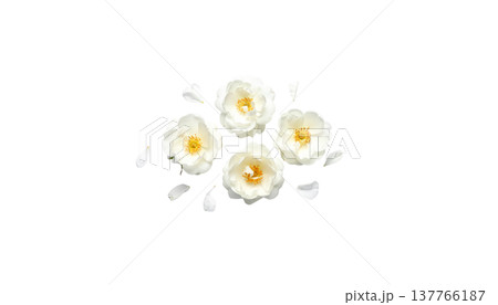 A beautiful close-up photograph of white jasmine flowers in bloom, with leaves against a white background. 137766187