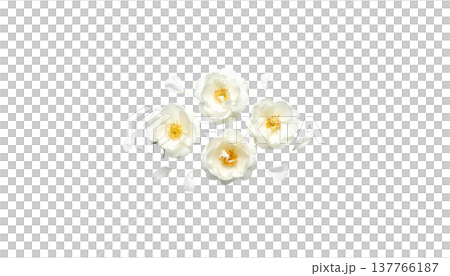 A beautiful close-up photograph of white jasmine flowers in bloom, with leaves against a white background. 137766187