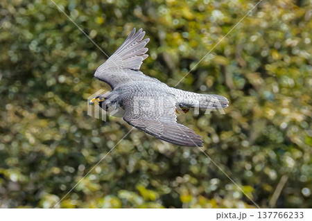 早春の山を飛ぶハヤブサ 137766233