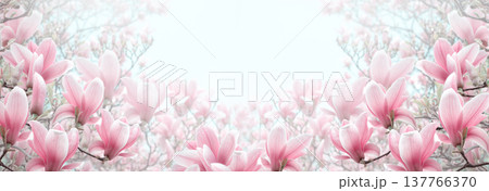 Magnolia flowers with elegant pink petals blooming in spring garden on floral banner background. Magnolia flowers with elegant pink petals blooming in spring garden on floral banner background. 137766370