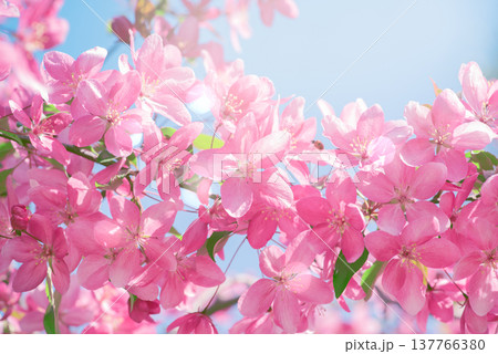 Apple tree blossom, flowers with elegant pink petals blooming in spring fabulous green garden Apple tree blossom, flowers with elegant pink petals blooming in spring fabulous green garden 137766380