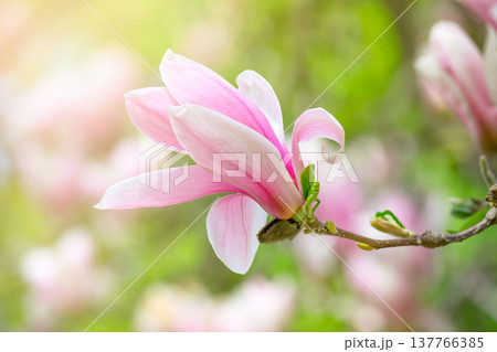 Magnolia flower with elegant pink petals blooming in spring fabulous green garden. Magnolia flower with elegant pink petals blooming in spring fabulous green garden. 137766385