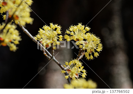 早春の花 ミズキ科サンシュユの黄色い花 早春の花 ミズキ科サンシュユの黄色い花 137766502