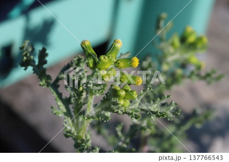 早春の道端に咲く黄色で花びら（舌状花）のないノボロギクの花 137766543