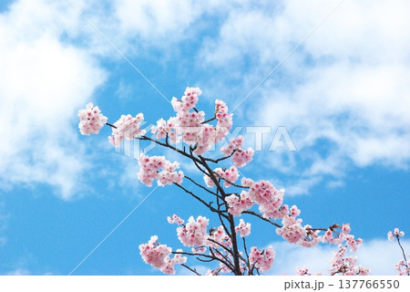 大寒桜 大寒桜 137766550