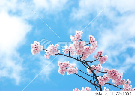 大寒桜 大寒桜 137766554