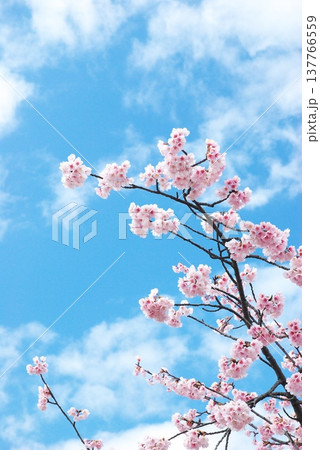 大寒桜 大寒桜 137766559