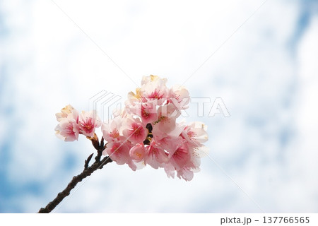 大寒桜 137766565