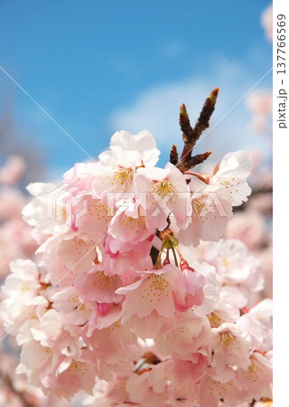 大寒桜 大寒桜 137766569