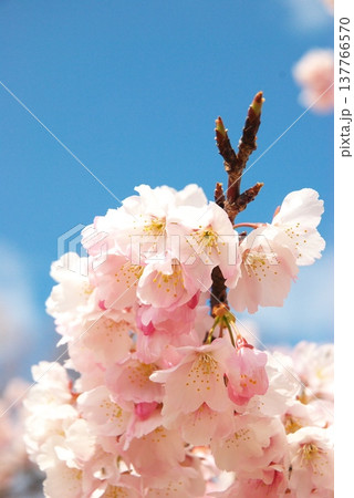 大寒桜 大寒桜 137766570