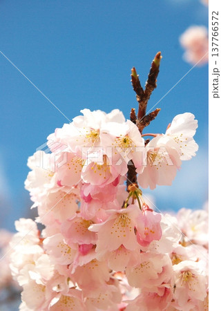 大寒桜 137766572