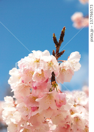 大寒桜 137766573