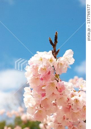 大寒桜 大寒桜 137766577