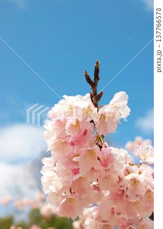 大寒桜 137766578