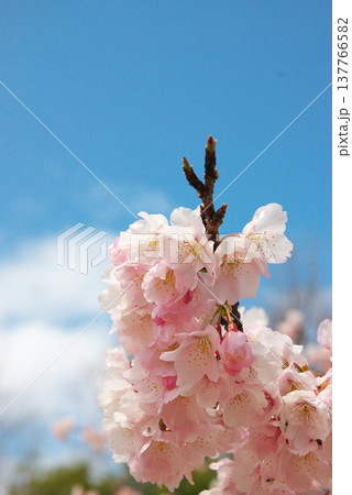 大寒桜 137766582