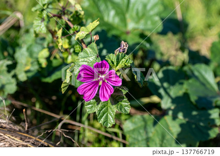 Mallow flower at the side of a road, malva sylvestris Mallow flower at the side of a road, malva sylvestris 137766719