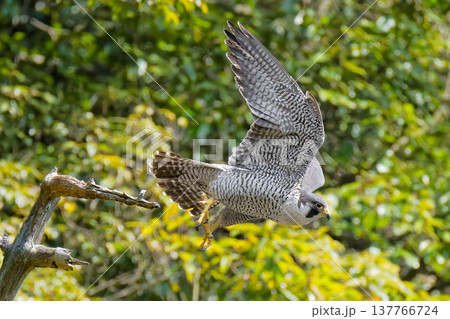 山の枯れ木から飛び出すハヤブサ 137766724