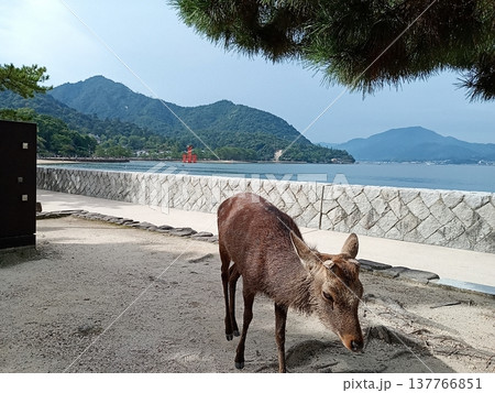 厳島神社の鹿(広島/宮島) 厳島神社の鹿(広島/宮島) 137766851