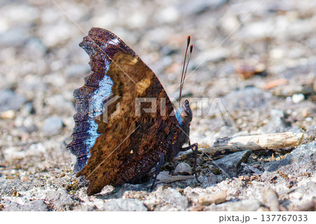 ルリタテハ、側面 137767033