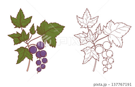 Blackcurrant Branch Set. Color and Outline drawings. Coloring Page. Isolated Botanical Berry with Leaves. Vector Illustration 137767191