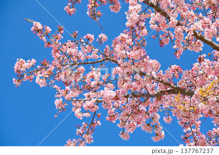 日本のイメージ「河津桜」 日本のイメージ「河津桜」 137767237