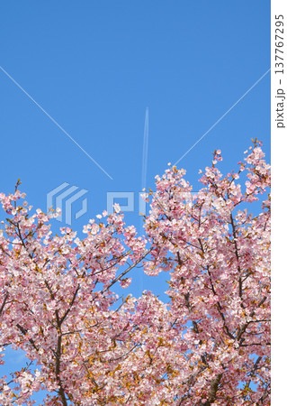 河津桜と飛行機雲 河津桜と飛行機雲 137767295