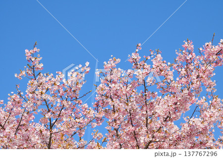 河津桜と飛行機雲 河津桜と飛行機雲 137767296