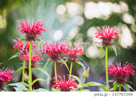 モナルダの花が咲く花壇 137767299