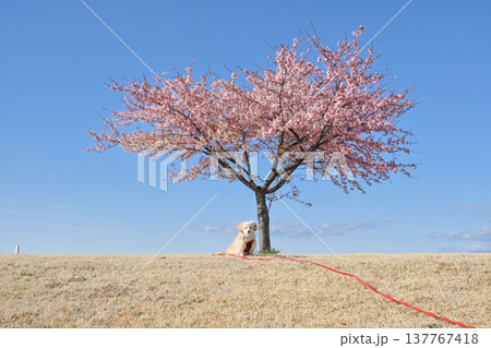 河津桜と犬 河津桜と犬 137767418
