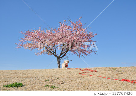 河津桜と犬 河津桜と犬 137767420
