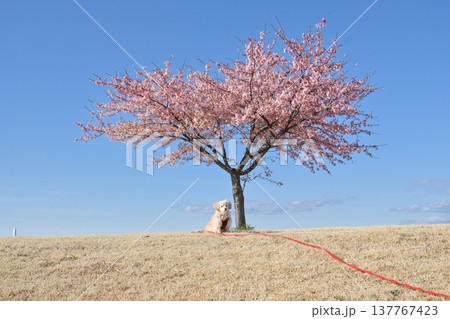 河津桜と犬 河津桜と犬 137767423