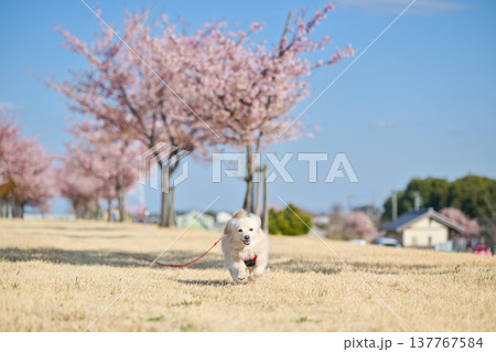 桜並木を楽しそうに走るイヌ 桜並木を楽しそうに走るイヌ 137767584