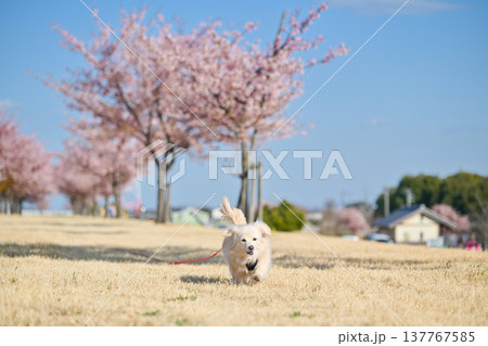 桜並木を楽しそうに走るイヌ 137767585