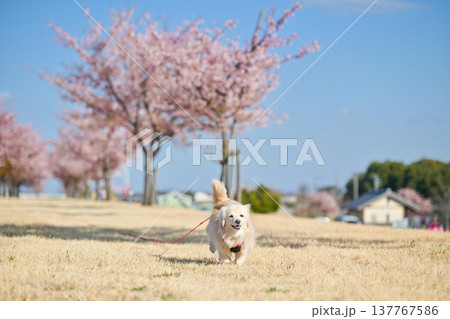 桜並木を楽しそうに走るイヌ 137767586