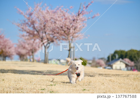 桜並木を楽しそうに走るイヌ 桜並木を楽しそうに走るイヌ 137767588