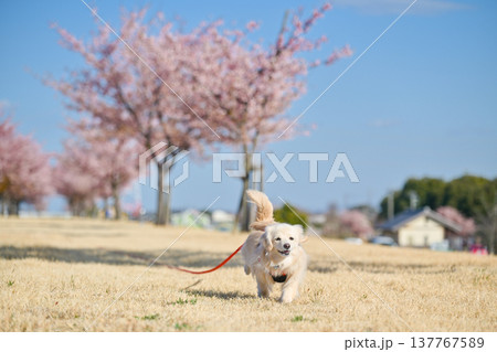 桜並木を楽しそうに走るイヌ 137767589