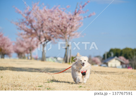 桜並木を楽しそうに走るイヌ 137767591