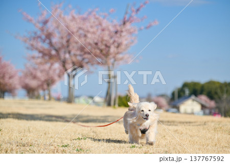 桜並木を楽しそうに走るイヌ 137767592