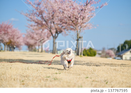 桜並木を楽しそうに走るイヌ 137767595