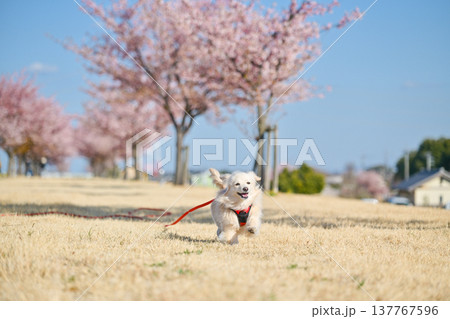 桜並木を楽しそうに走るイヌ 137767596