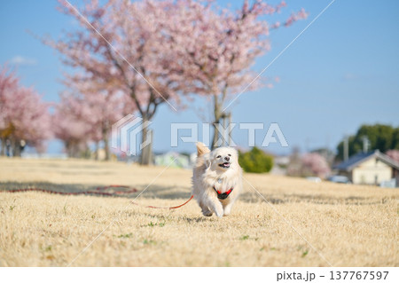 桜並木を楽しそうに走るイヌ 137767597