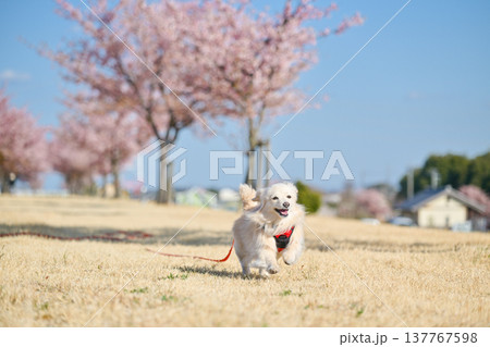 桜並木を楽しそうに走るイヌ 137767598
