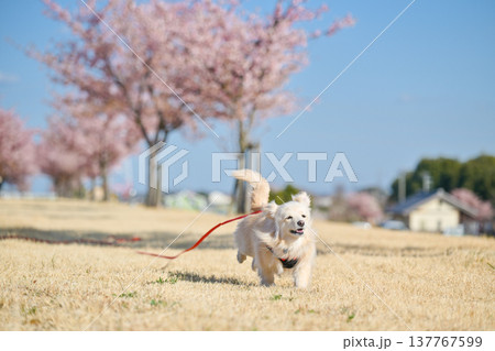 桜並木を楽しそうに走るイヌ 桜並木を楽しそうに走るイヌ 137767599