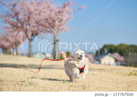 桜並木を楽しそうに走るイヌ 137767600